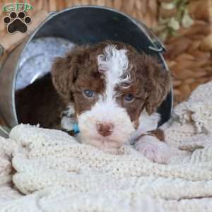 Figo, Mini Bernedoodle Puppy